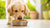 Is Dog Food a Good Source of Protein? Understanding Your Pup's Nutritional Needs-141042647279