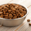 Is Dog Food Better With or Without Grain?