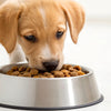 Is Dog Food Good for Puppies? Navigating Nutrition for Our Furry Friends