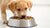 Is Dog Food Good for Puppies? Navigating Nutrition for Our Furry Friends