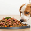 Is Dog Food With Grain Bad? A Comprehensive Guide for Pet Owners