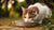 Is Dog Kibble Bad for Cats? Understanding the Nutritional Needs of Our Feline Friends