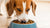 Is Dog Kibble Bad for Dogs? Understanding the Impact of Kibble on Canine Health