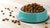 Is Dog Kibble Healthy? Exploring the Nutritional Landscape of Canine Diets