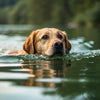 Is Dog Paddling Good Exercise? Discover the Benefits of Swimming for Your Canine Companion