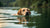 Is Dog Paddling Good Exercise? Discover the Benefits of Swimming for Your Canine Companion