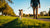 Is Dog Walking Good Exercise? Unleashing the Benefits for You and Your Canine Companion