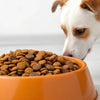 Is Dry Cat Food Bad for Dogs? Understanding the Risks and Nutritional Needs