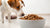 Is Dry Cat Food OK for Dogs to Eat? An In-Depth Guide for Pet Owners