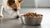 Is Dry Cat Food OK for Dogs? Understanding the Risks and Considerations
