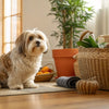 Is Dry Dog Food Enough for Dogs? Understanding Your Pet’s Nutritional Needs