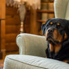 Is Dry Dog Food Good After Expiration Date? A Comprehensive Guide for Pet Owners