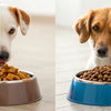 Is Dry Food Better Than Wet for Dogs? Unpacking the Benefits and Drawbacks