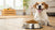 Is Dry Food Good for Dogs? Exploring the Benefits and Considerations