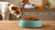 Is Dry Food Healthy for Dogs? An In-Depth Exploration