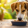 Is Eating Cat Food Bad for Dogs? Understanding the Risks and Nutritional Needs