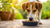 Is Eating Cat Food Bad for Dogs? Understanding the Risks and Nutritional Needs