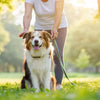 Is Exercise Good for Dogs with Arthritis? Understanding the Right Approach