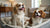 Is Flaxseed OK for Dogs? A Comprehensive Guide to Flaxseed Benefits and Risks