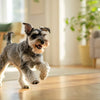 Is Freeze-Dried Dog Food Healthy? A Comprehensive Guide for Pet Owners