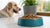 Is Freeze-Dried Dog Food Safe? Exploring the Pros and Cons