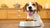 Is Freeze-Dried Food Better for Dogs? Exploring the Benefits and Considerations