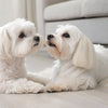Is Fresh Dog Food Better Than Dry? Exploring What’s Best for Your Pup’s Nutrition and Lifestyle