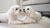 Is Fresh Dog Food Better Than Dry? Exploring What’s Best for Your Pup’s Nutrition and Lifestyle