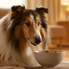 Is Fresh Dog Food Better Than Kibble? Exploring the Best Options for Your Furry Friend