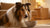 Is Fresh Dog Food Better Than Kibble? Exploring the Best Options for Your Furry Friend