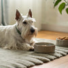 Is Fresh Dog Food Good for Dogs? Exploring the Benefits and Considerations