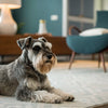 Is Fresh Food Better for Dogs? Understanding the Benefits and Considerations