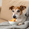 Is Garlic Bad for Dogs? Understanding the Risks and Benefits