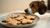 Is Gingerbread Cookies Safe for Dogs? A Comprehensive Guide for Pet Parents-141108838639