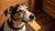 Is Glucose Biscuit Good for Dogs? The Truth Behind Treating Your Furry Friend