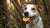 Is Good Day Biscuit Good for Dogs? Understanding the Safety of Human Treats-140921733359