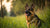 Is Grain-Free Dog Food Bad for German Shepherds?