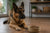 Is Grain Free Dog Food Bad for German Shepherds?