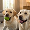Is Grain Free Dog Food Bad for Heart Health? Understanding the DCM Debate