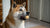 Is Grain Free Dog Food Bad for Puppies? What Every Dog Owner Needs to Know