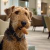 Is Grain Free Dog Food Better for Sensitive Stomach? Exploring the Benefits and Considerations