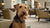 Is Grain Free Dog Food Better for Sensitive Stomach? Exploring the Benefits and Considerations