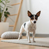 Is Grain Free Dog Food Better for Weight Loss? Understanding the Debate
