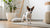 Is Grain Free Dog Food Better for Weight Loss? Understanding the Debate