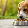 Is Grain Free Dog Food Better for Your Dog? Understanding the Controversy