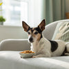 Is Grain-Free Dog Food Causing Heart Problems? Understanding the Concerns