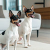 Is Grain Free Dog Food Good for Diabetic Dogs? Navigating Nutrition for Your Diabetic Pup