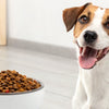 Is Grain-Free Dog Food Good for Dogs with Allergies?
