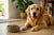 Is Grain Free Dog Food Good For Golden Retrievers?