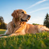 Is Grain Free Dog Food Good for Golden Retrievers? Understanding the Risks and Benefits